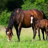 Horse photo #v5 (1)