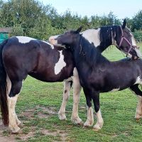 Pye and Viola Jolly (1)